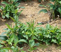 several shrubs of Atractylodes macrocephala Koidz with green leaves grow in a field