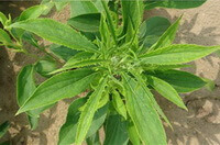 a shrub of Atractylodes macrocephala Koidz with green leaves and small bud grow in field