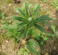 two shrubs of Atractylodes macrocephala Koidz. with flower bud grow in a field