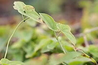 a plant of Dioscorea polystachya with stem and green leaves grow in a sunny field