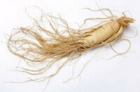 a yellow root of Panax ginseng C.A.Mey.Garden Ginseng with fibrous roots