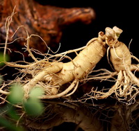 fresh whole root of Panax ginseng C.A.Mey.Transplant Wild Ginseng
