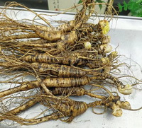 several herb roots of Transplant Wild Ginseng are piled together
