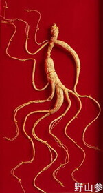 a light yellowish whole herb of Wild Mountain Ginseng with many fiber roots is packed well in a box