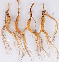 several dried whole roots of Wild Mountain Ginseng are piled orderly