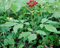 a fruiting plant of Panax ginseng C.A.Mey.Wild Mountain Ginseng with red fruits grow in field