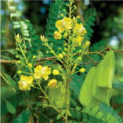flowering plants of Caesalpinia sappan L.with yellow flowers