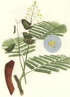 a colorful drawing of Caesalpinia sappan L.