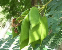 green pods of Caesalpinia sappan L.