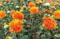 flowering plants of Carthamus tinctorius L. with orange-colored flowers grow in field