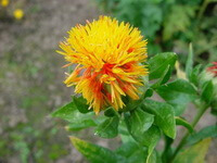 flowering plant of Carthamus tinctorius L. with a golden yellow flower grow on branch