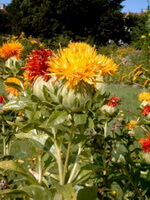 plants of Carthamus tinctorius L. with yellow or red flowers grow in field