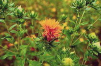 flowering plants of Carthamus tinctorius L with orange-yellow flower and buds grow in field