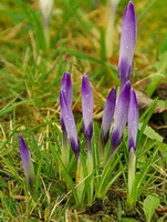 several plants of Crocus sativus L. with purple flower buds grow in a cluster
