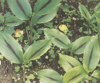 several shrubs of Curcuma phaeocaulis Val. grow in a field