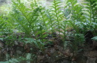 several plants of Drynaria fortunei Kunze J.Sm. grow in woods