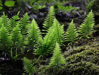 plants of Drynaria sinica Diels. with green leaves grow in sunnnny field