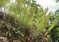 plants of Drynaria sinica Diels with green leaves grow in mountain field
