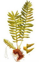 a colorful drawing of Drynaria sinica Diels.,brown rhizome,greenish yellow leaves