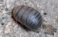 an insect of Eupolyphaga sinensis Walker crawls on ground.