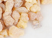 yellowish herb grains of Frankincense Olibanum