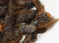 dried insect herb of Gadfly