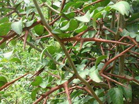 growing tree and spines of Gleditsia sinensis Lam