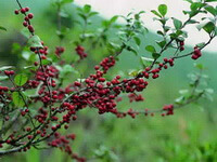 fruiting tree of Ilex pubescens Hook.et Arn. with red fruit berries and green leaves grow in mountain