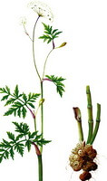 a colorful drawing of Ligusticum chuanxiong Hort.,plant with white flowers,stem and rhizome