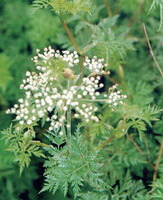 flowering plants of Ligusticum chuanxiong Hort. with small white flowers grow in field