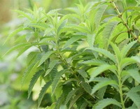 growing plants of Lycopus lucidus Turcz.