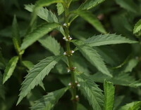 flowering plants of Lycopus lucidus Turcz. var. hirtus Regel.
