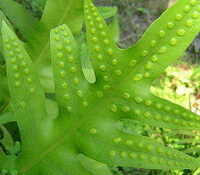 green leaves of Phymatodes lucida Roxb.Ching. grow in a sunny environment