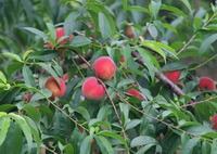 fruiting branches of Prunus persicaL. Batsch with many reddish peach fruits