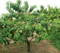 a fruiting tree of Prunus persicaL. Batsch. with many fruits and green leaves growing in garden field