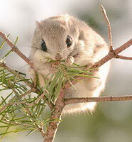a small flying squirrel Pteromys volans L. is taking fresh leaves on a branch