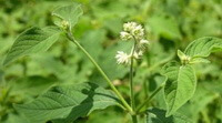 flowering plants of Achyranthes bidentata Blume. with white flowers grow in sunny field