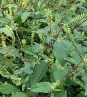 flowering plants of Achyranthes bidentata Blume. with pale green flower spikes grow in field