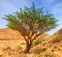 a tree of Boswellia carterii Birdw grow in arid field