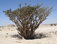 a tree of Boswellia carterii Birdw grow in desert