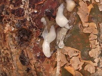 bark and resin of Boswellia carterii Birdw.