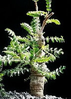 plant of Boswellia neglecta. with many small green leaves grow in sandy field