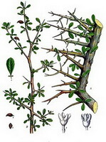 a colorful drawing of Commiphora myrrha Engl in whole plant,twig and leaves,stem and flowers
