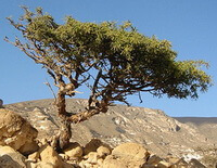 a tree of Commiphora myrrha Engl. grows in rocks