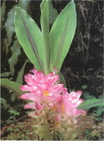 a shrub of Curcuma aerugionosa Roxb with pink flowers grow in field