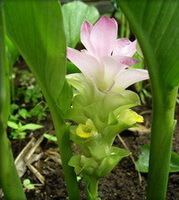 flowering plant of Curcuma aromatica Salisb. with a pink flower