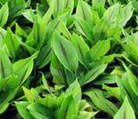 many shrubs of Curcuma aromatica Salisb with green leaves grow in a field