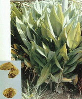 plant and rhizome of Curcuma kwangsiensis S.G.Lee et C.F.Liang.