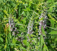 flowering plants of Leonurus cardiaca L. grow in a cluster
