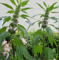 flowering plants of Leonurus cardiaca L. grow in a field